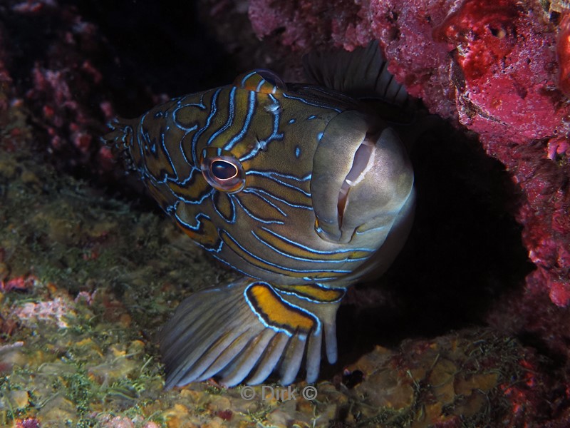 duiken galapagos atoll