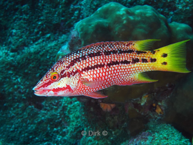 duiken galapagos atoll