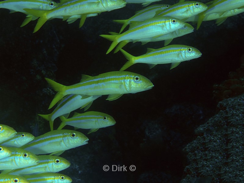 duiken galapagos atoll