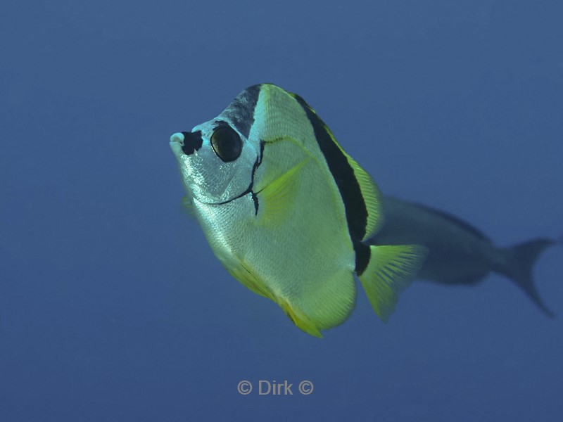 duiken galapagos atoll