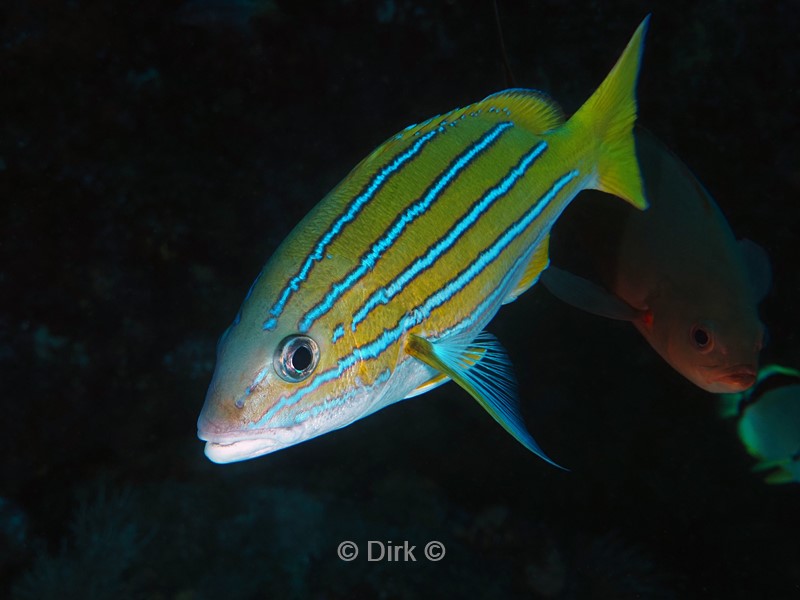 duiken galapagos atoll