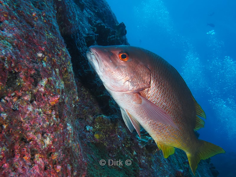 duiken galapagos atoll