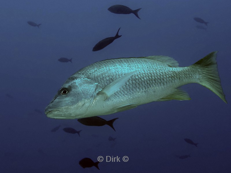 duiken galapagos atoll