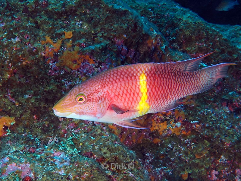 duiken galapagos atoll