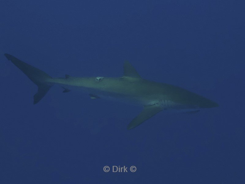 duiken galapagos atoll