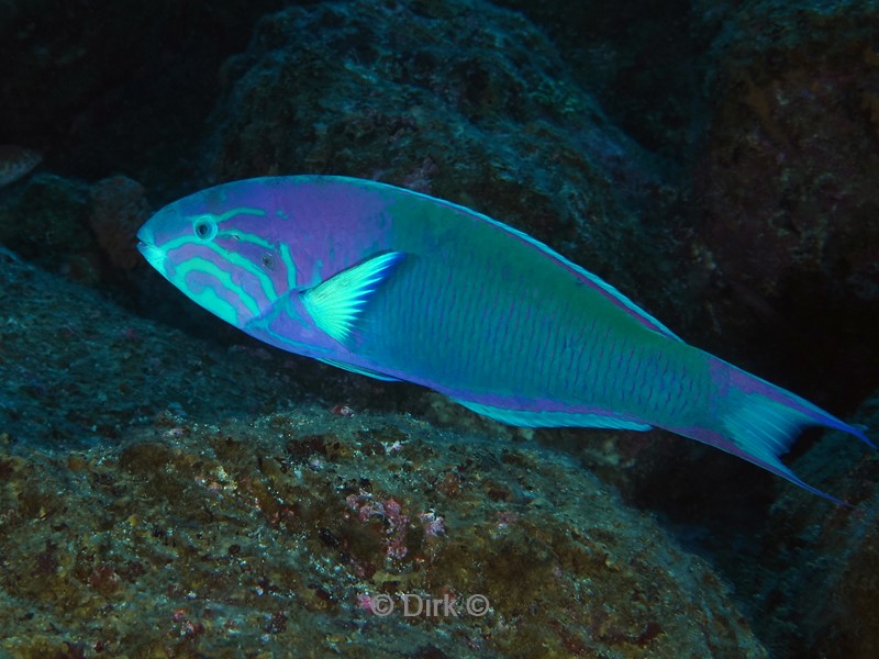 duiken galapagos atoll