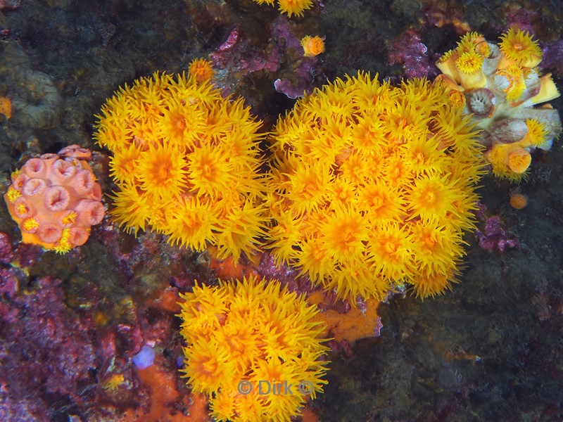 duiken galapagos atoll