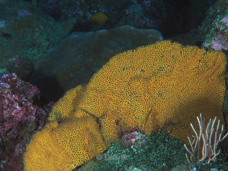 duiken galapagos atoll