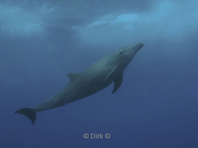 duiken galapagos atoll