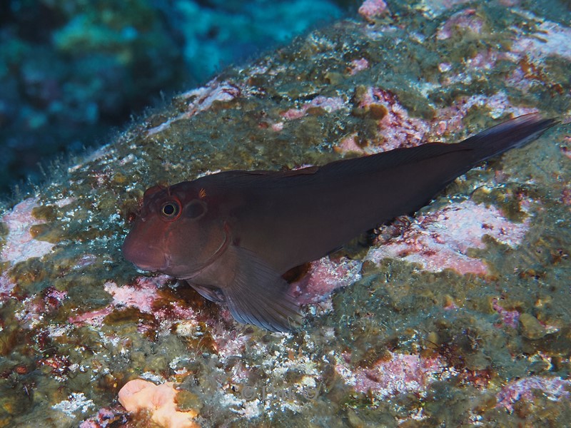 duiken galapagos atoll