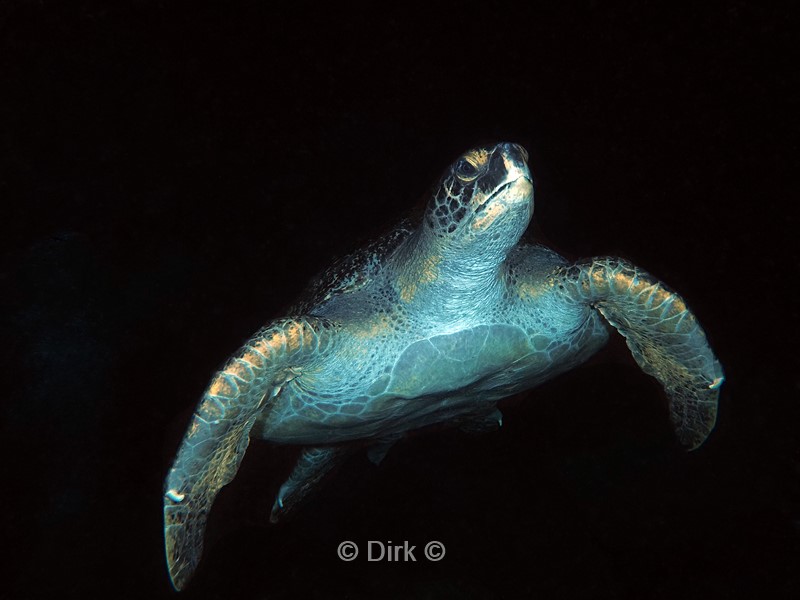 duiken galapagos atoll