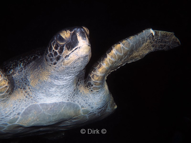 duiken galapagos atoll