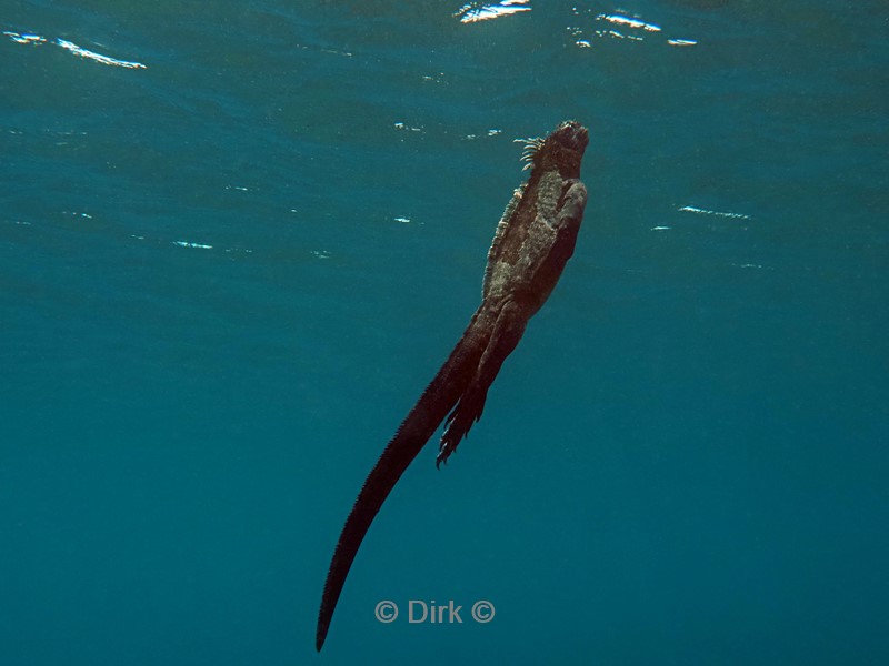 duiken galapagos atoll