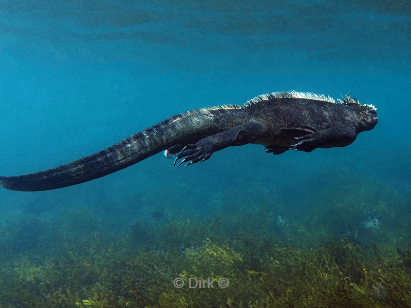 duiken galapagos atoll