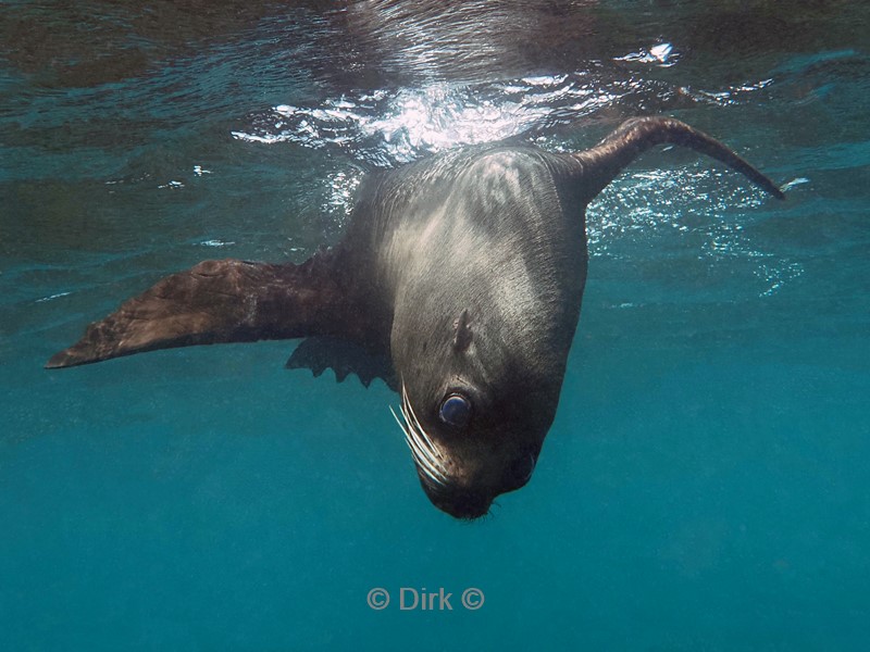 duiken galapagos atoll