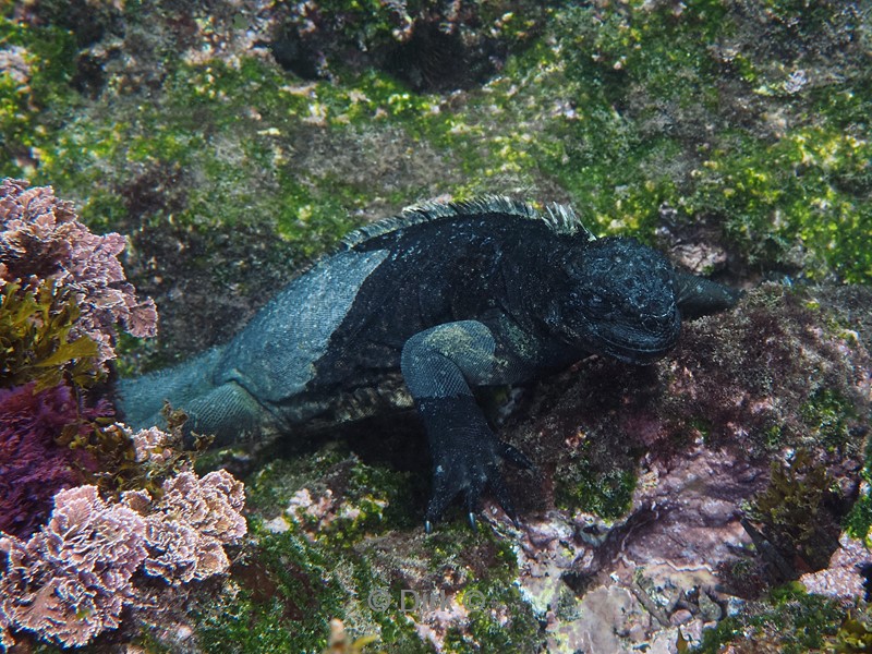 duiken galapagos atoll