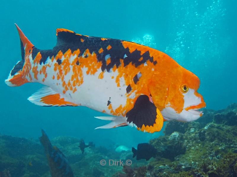 duiken galapagos atoll