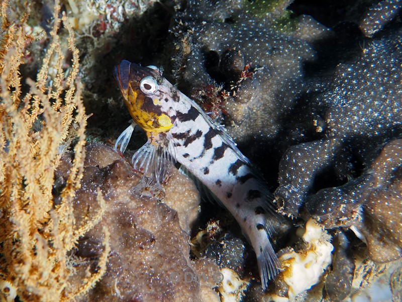 duiken galapagos atoll