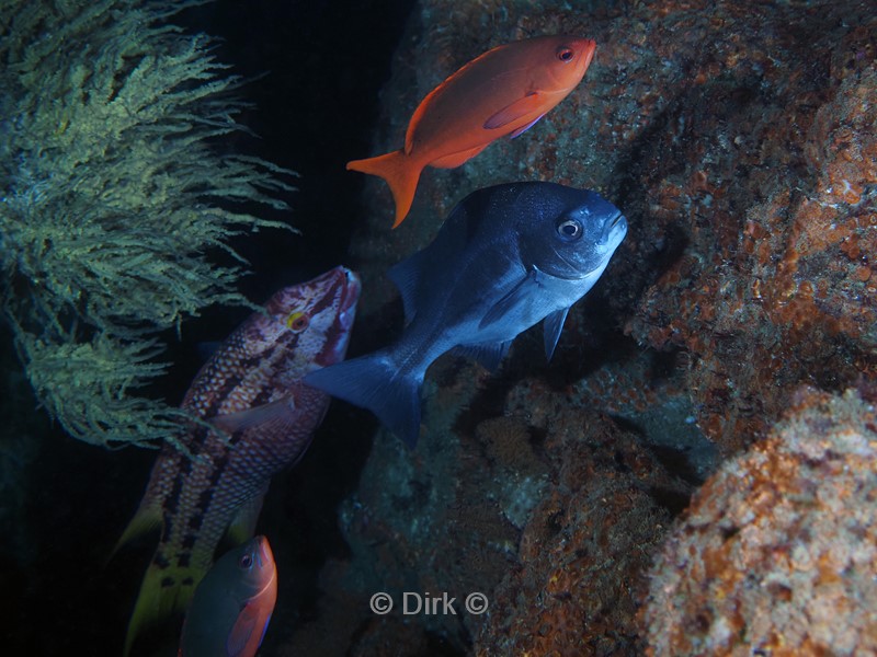 duiken galapagos atoll