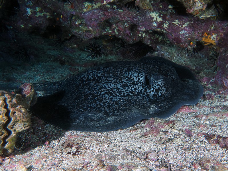 duiken galapagos atoll