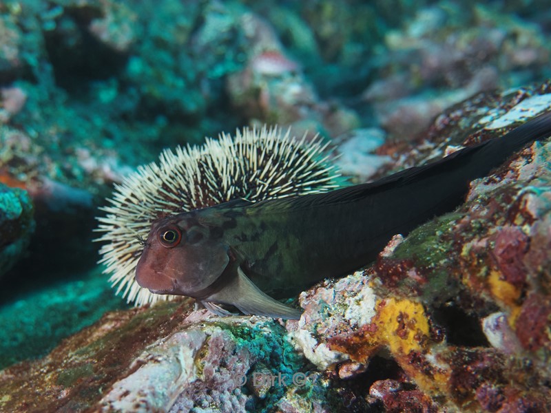 duiken galapagos atoll