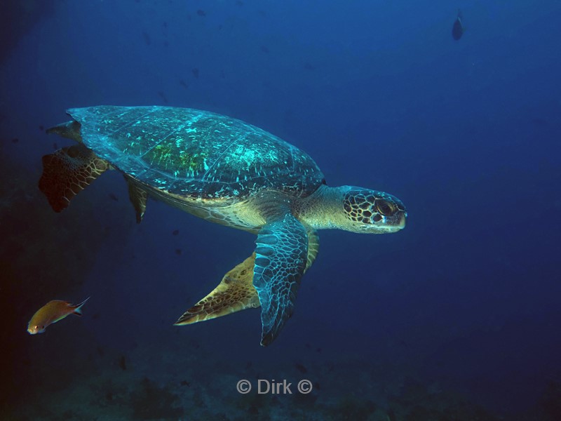 duiken galapagos atoll