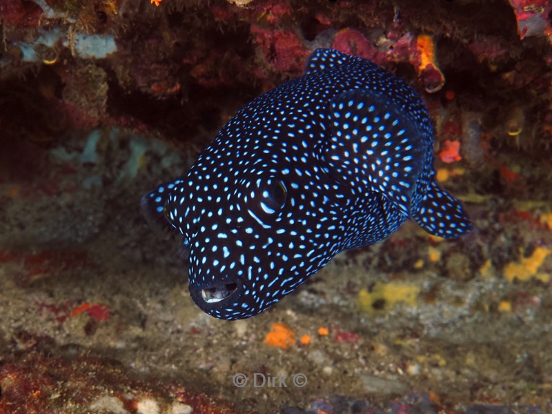 duiken galapagos atoll