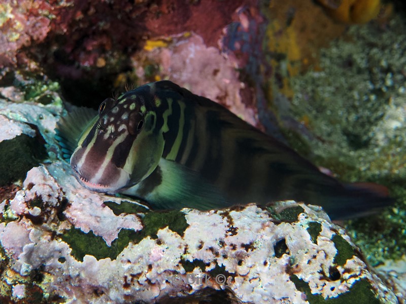 duiken galapagos atoll