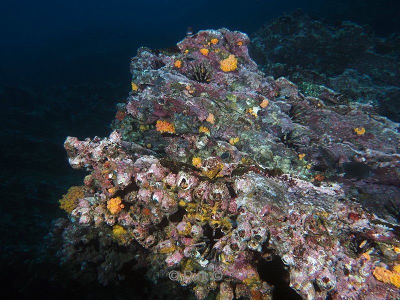 duiken galapagos atoll