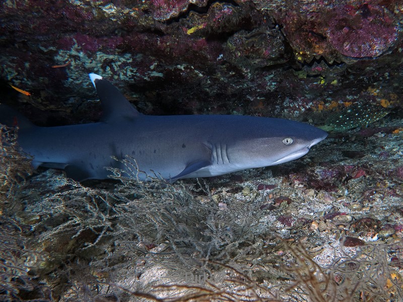 duiken galapagos atoll