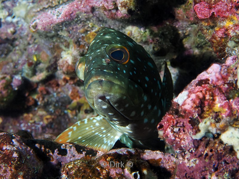 duiken galapagos atoll