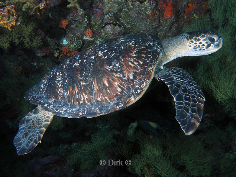 duiken galapagos atoll