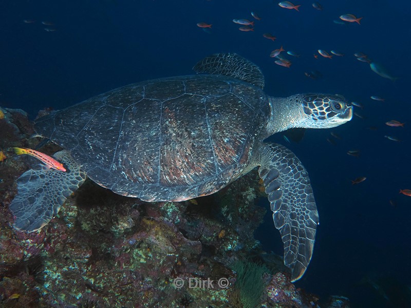 duiken galapagos atoll