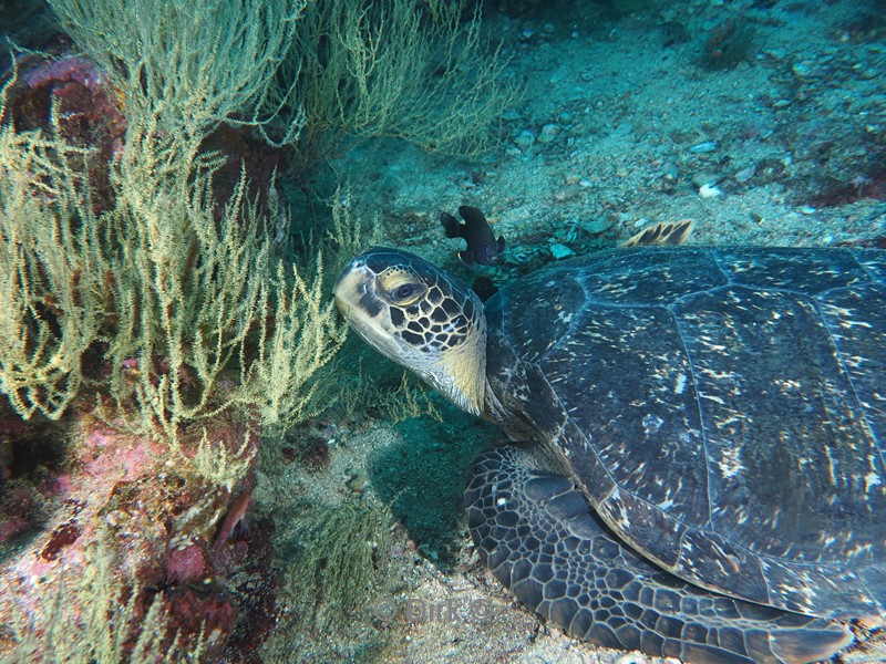 duiken galapagos atoll