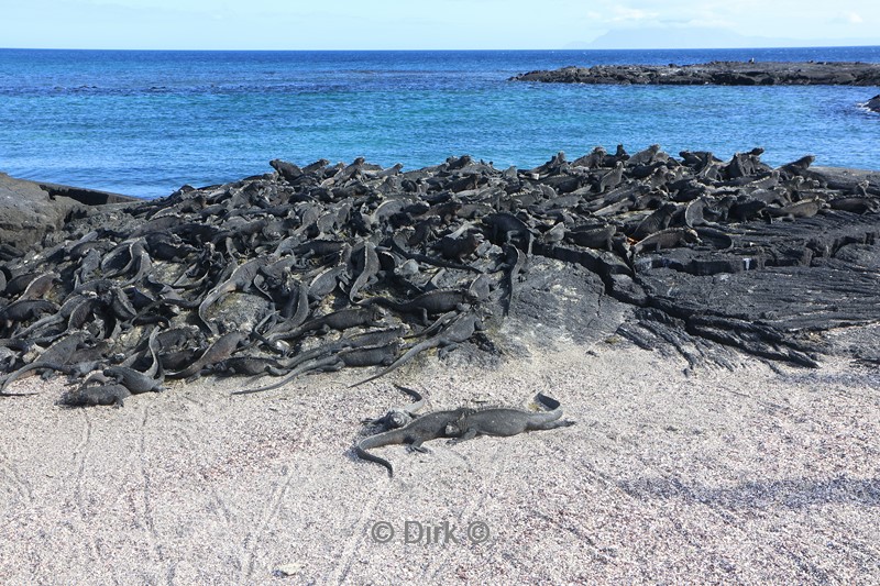 galapagos fernandina island zeeleguanen