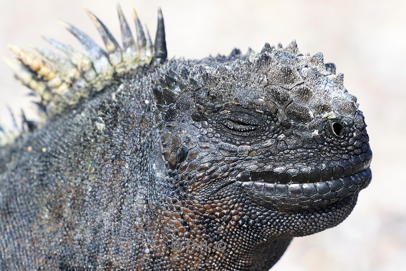 galapagos fernandina island zeeleguanen