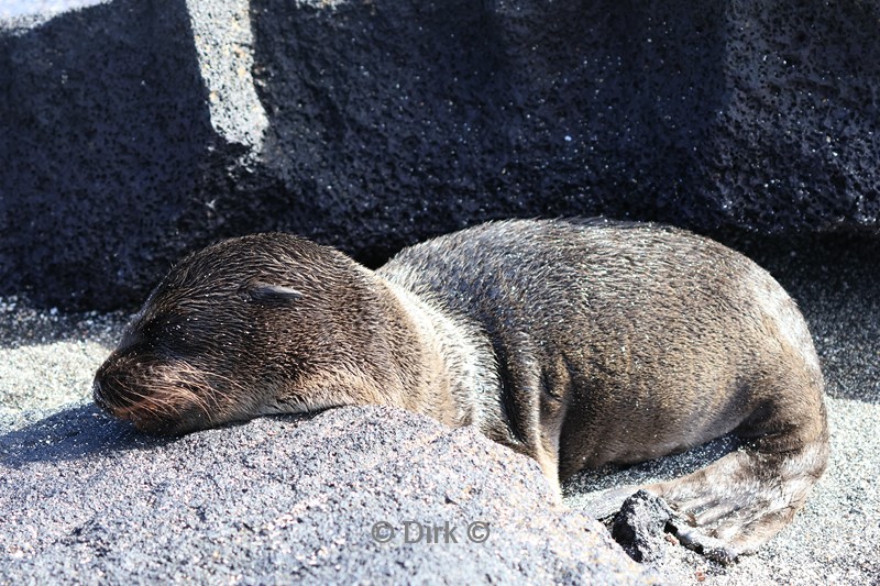 galapagos fernandina island pelsrobben