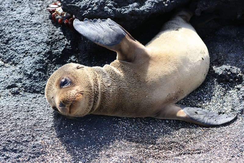 galapagos fernandina island pelsrobben