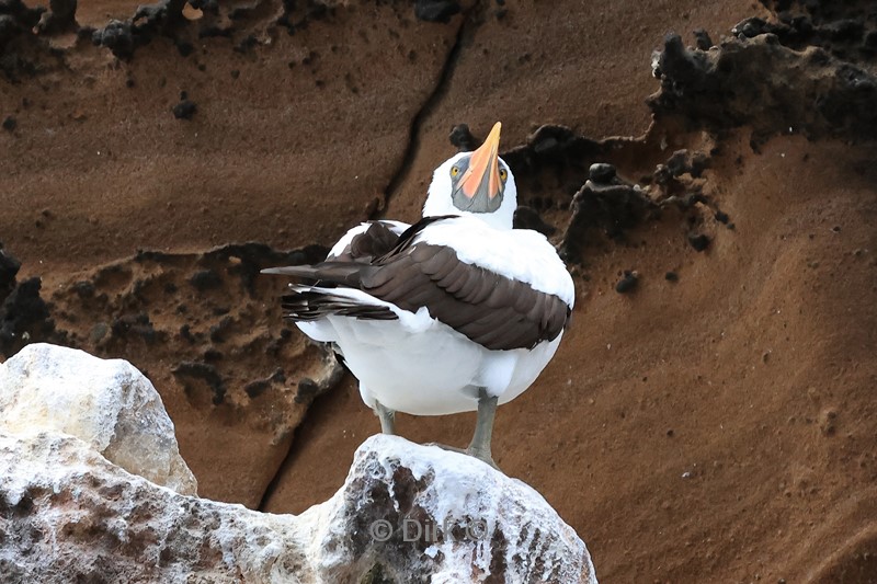 galapagos fernandina island vogel