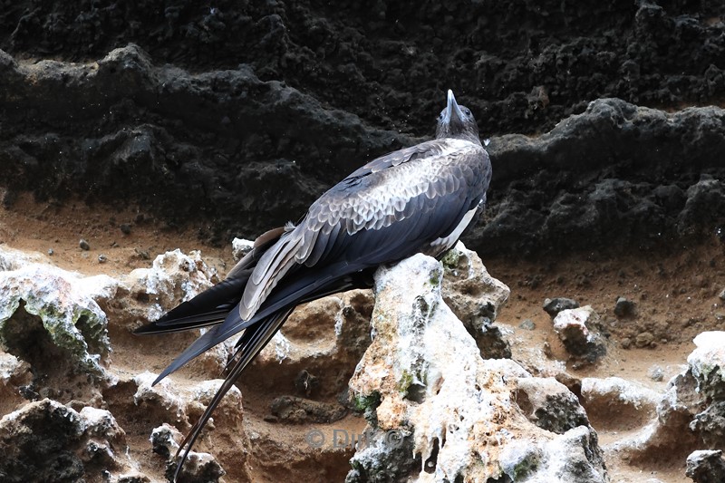 galapagos fernandina island fregatvogel