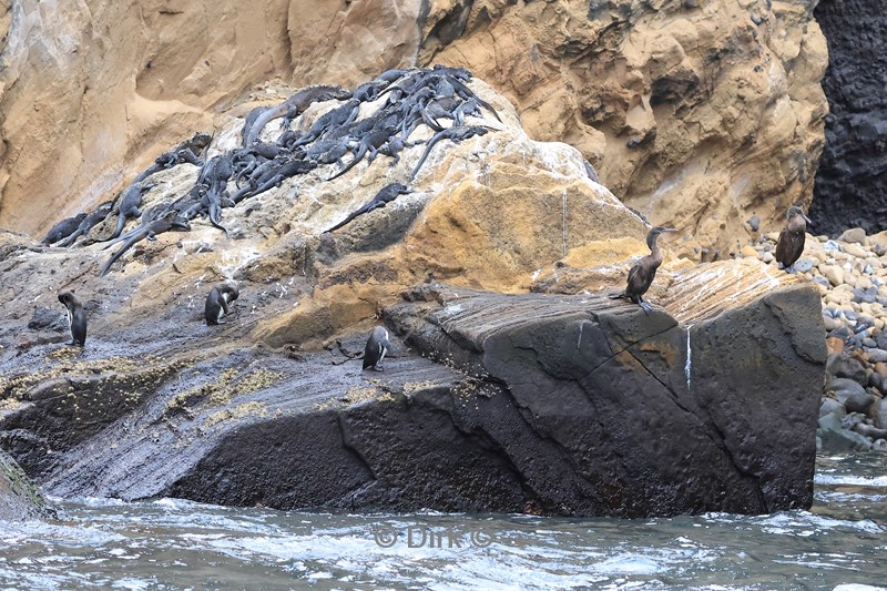 galapagos fernandina island pinguïns