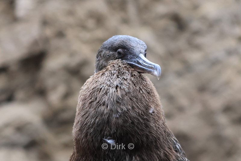 galapagos fernandina island aalscholver