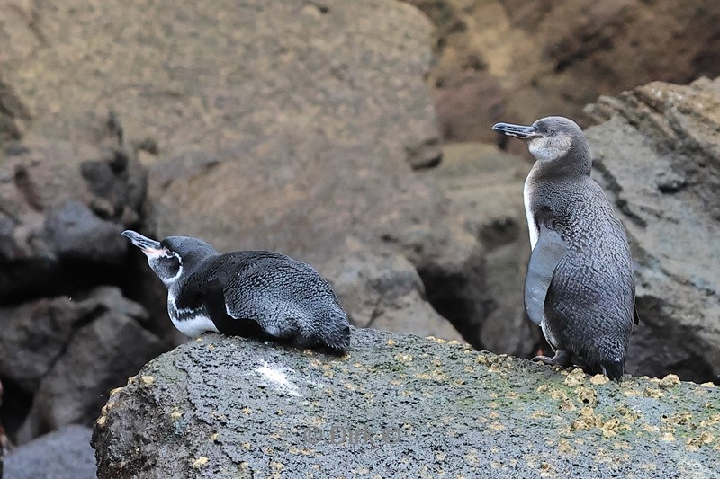 galapagos fernandina island pinguïns