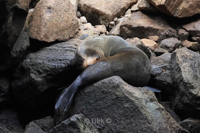 galapagos fernandina island pelsrobben