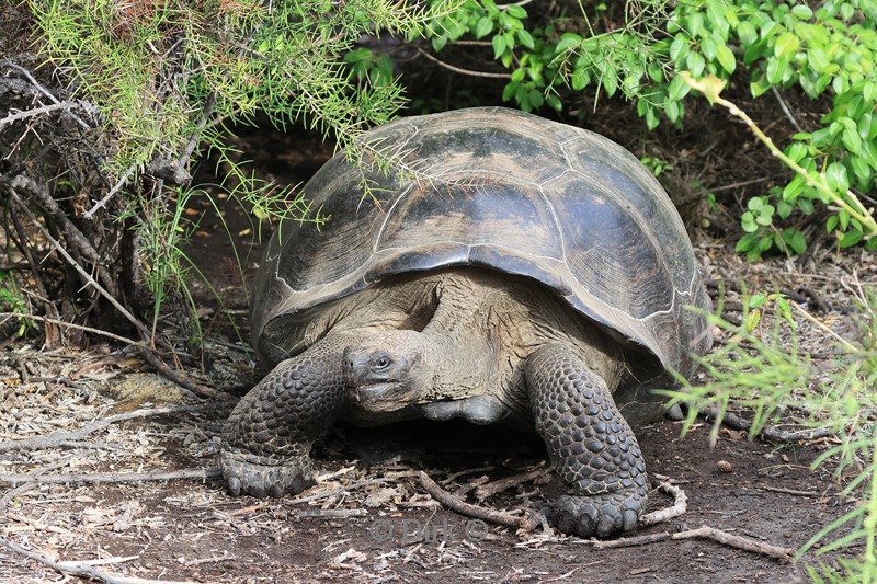 galapagos isabela island schildpad