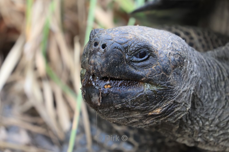 galapagos isabela island schildpad