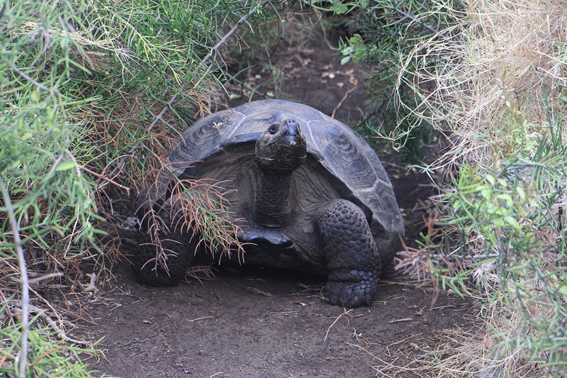 galapagos isabela island schildpad