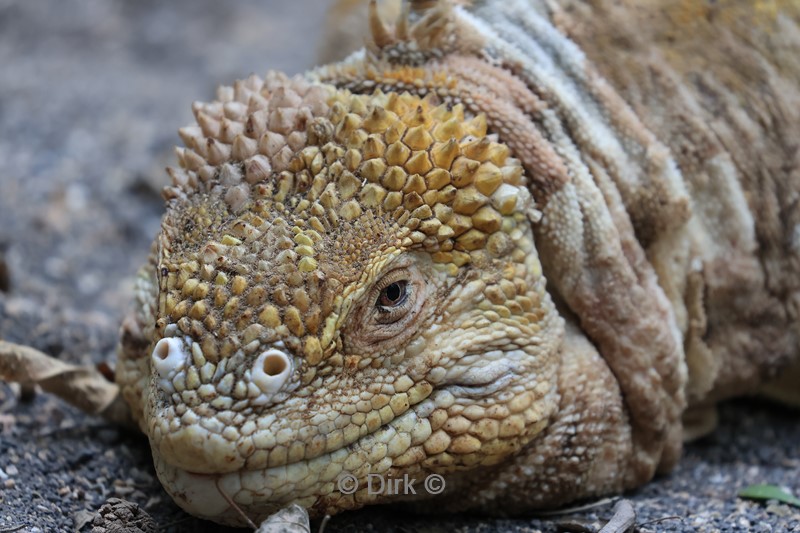 galapagos isabela island leguaan