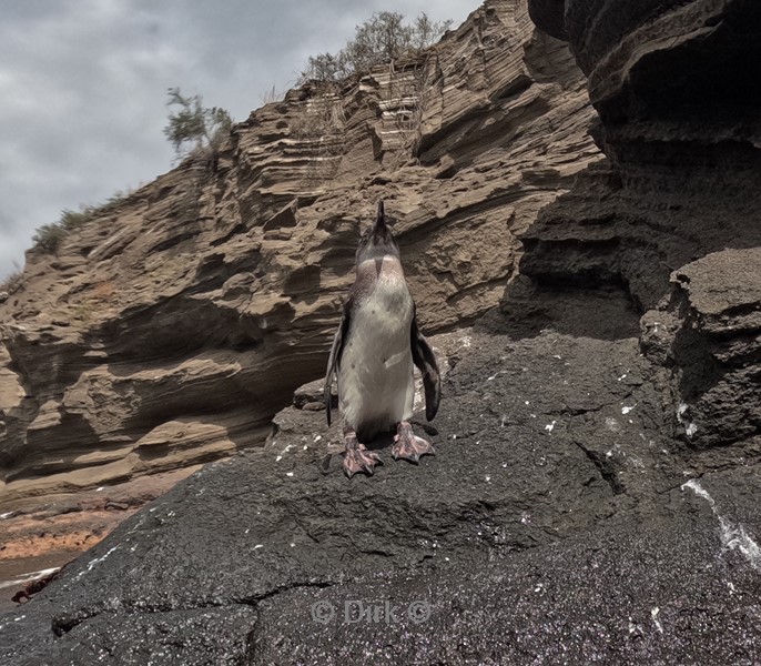 galapagos isabela island pinguIn