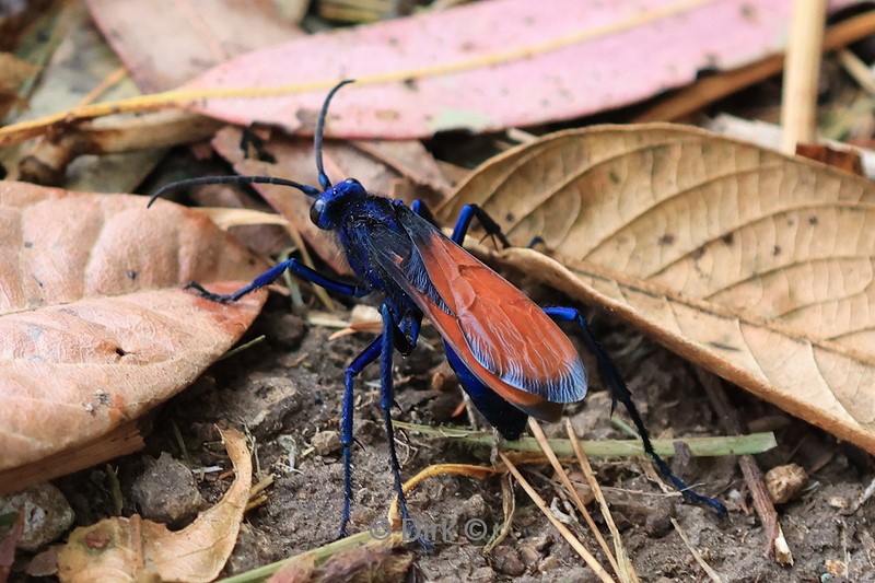 jimenita lodge insect